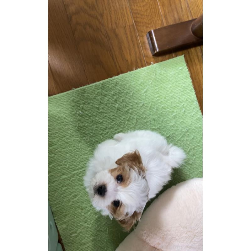 御厨弘道ブリーダーの詳細