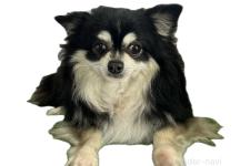 ♀︎チワワ(ロングコート)