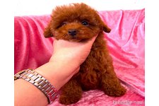 ♀︎タイニープードル