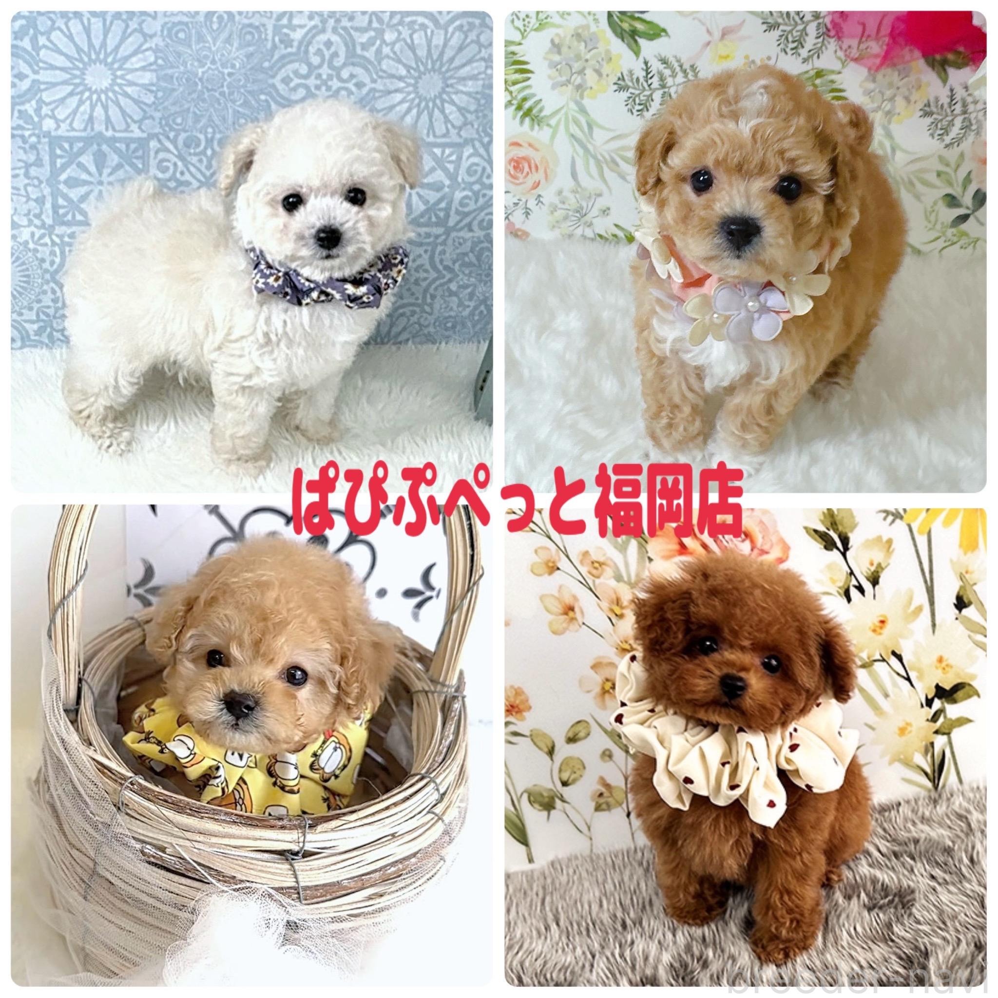 出口仁美ブリーダーの詳細の1枚目