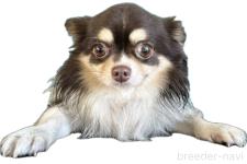 ♀︎チワワ(ロングコート)