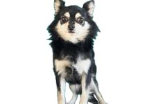 ♀︎チワワ(ロングコート)