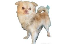 ♀︎チワワ(ロングコート)