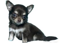 ♀︎チワワ(ロングコート)