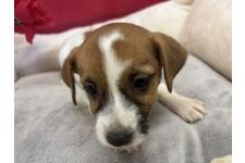 ♀︎ジャックラッセルテリア