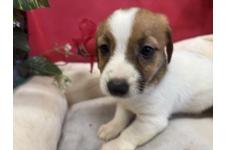 ♀︎ジャックラッセルテリア