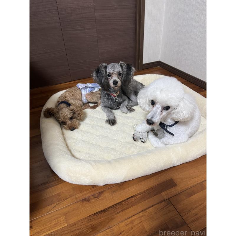 屋嘉比仁ブリーダーの詳細の1枚目