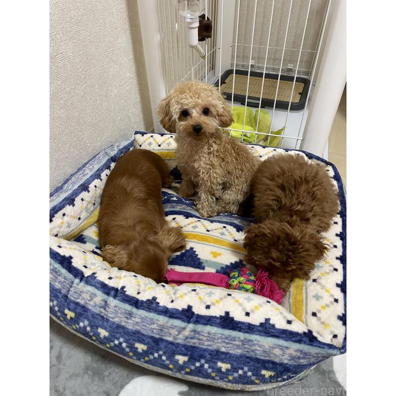 田媛媛ブリーダーの詳細