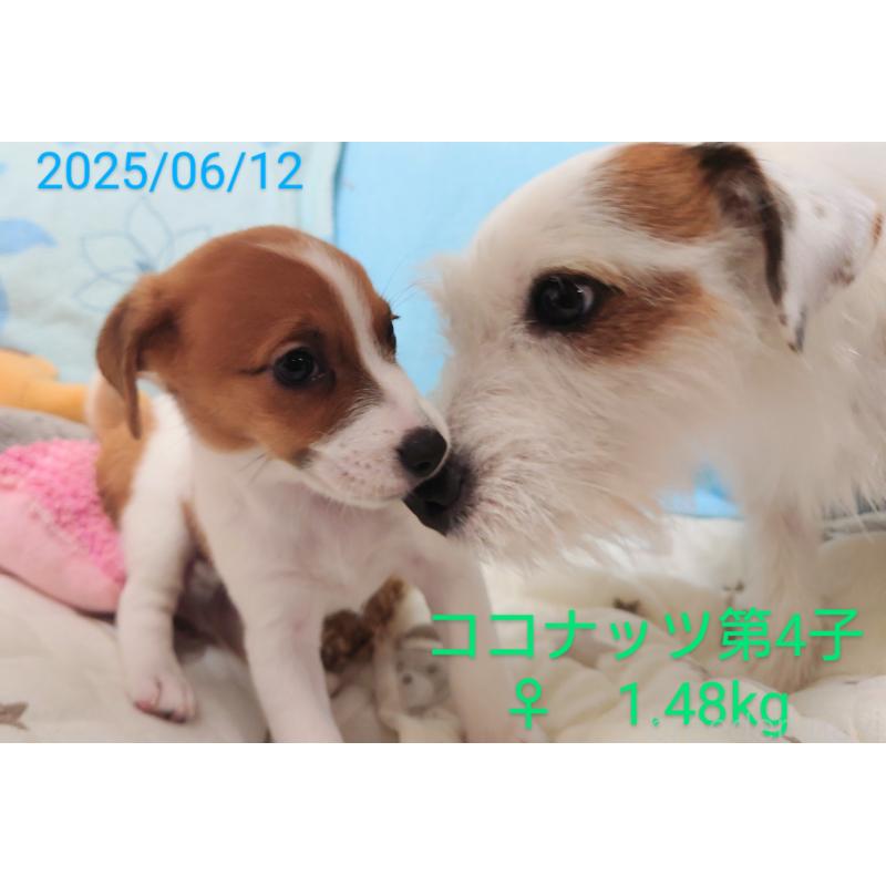 古城裕治ブリーダーの詳細