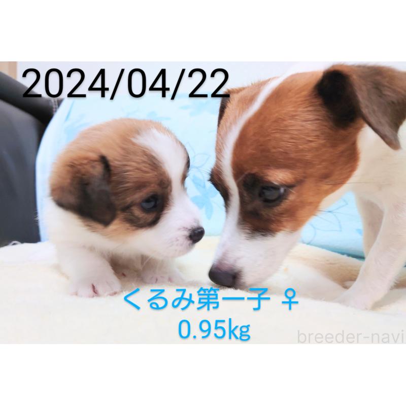 古城裕治ブリーダーの詳細