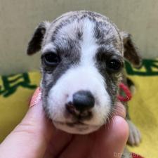 ♀︎ウィペット