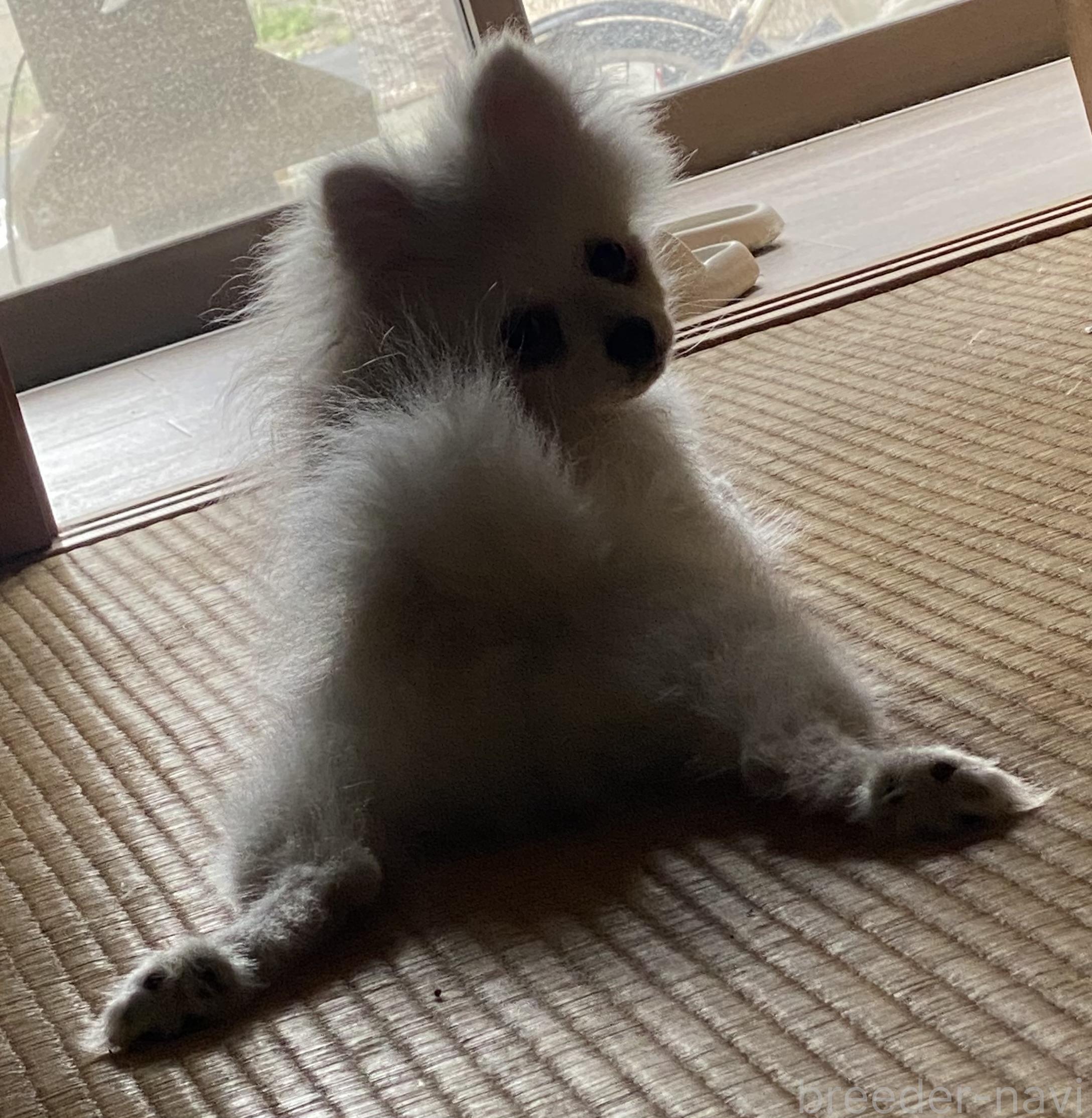 新村ブリーダー