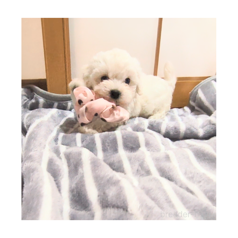 岡田朋子ブリーダーの詳細