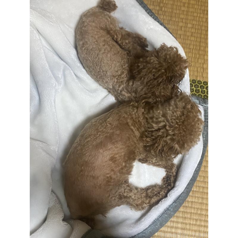 新村由美子ブリーダーの詳細