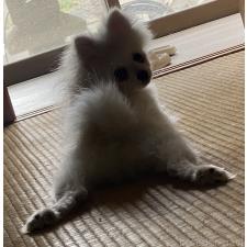 新村由美子ブリーダー
