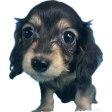 ♀︎カニンヘンダックスフンド(ロングヘアード)