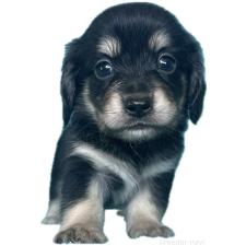 ♀︎チワックス:チワワ×ミニチュアダックスフンド