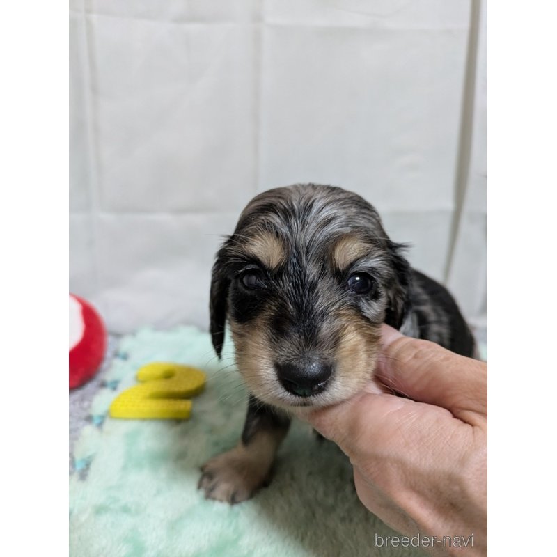 シルバーダップル 🐶ハーフ犬 (チワワ×ミニチュアダックスフンド) 👦🏼オス
