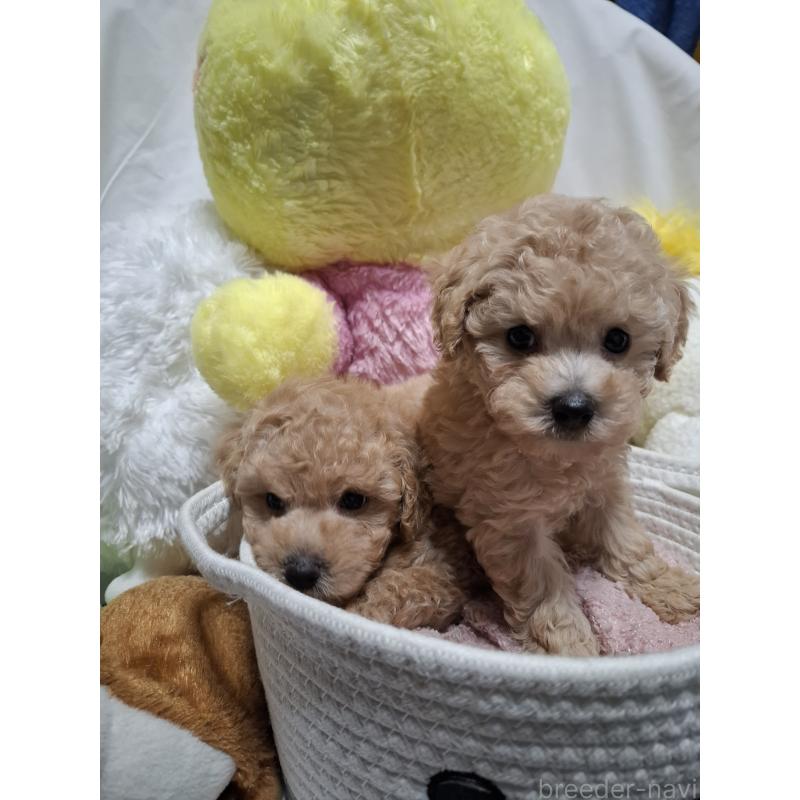 屋嘉比スサナブリーダーの詳細の1枚目