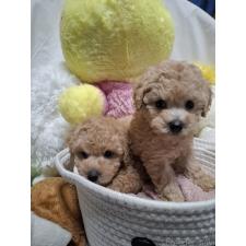 屋嘉比スサナブリーダー