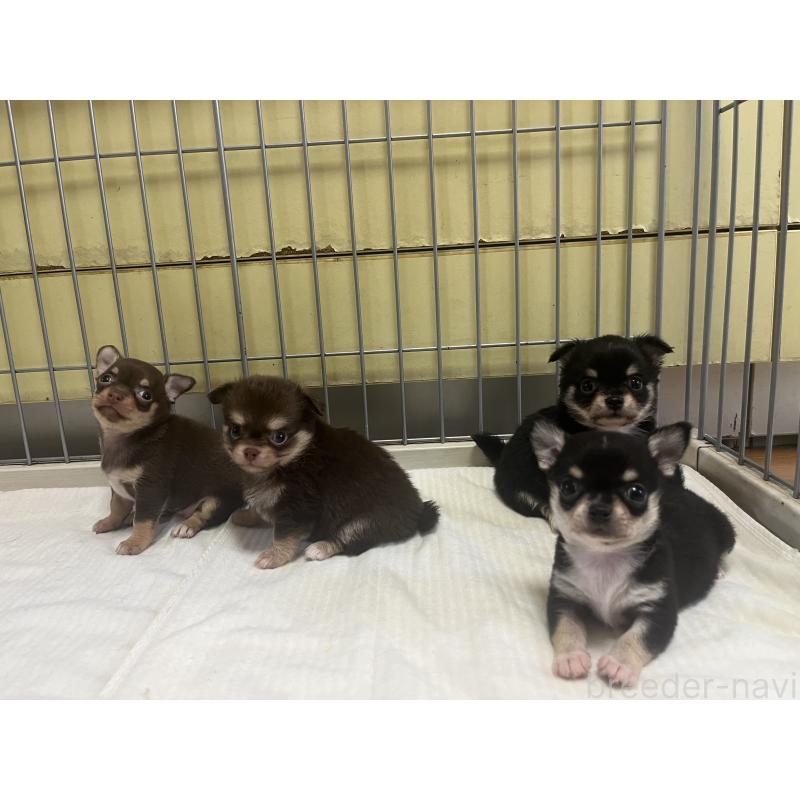 界佳世子ブリーダーの詳細