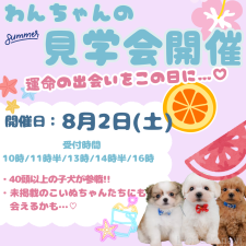 朝比奈杏奈ブリーダー