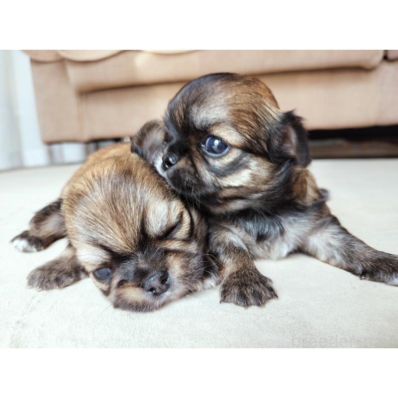 山口香奈絵ブリーダーの詳細の1枚目