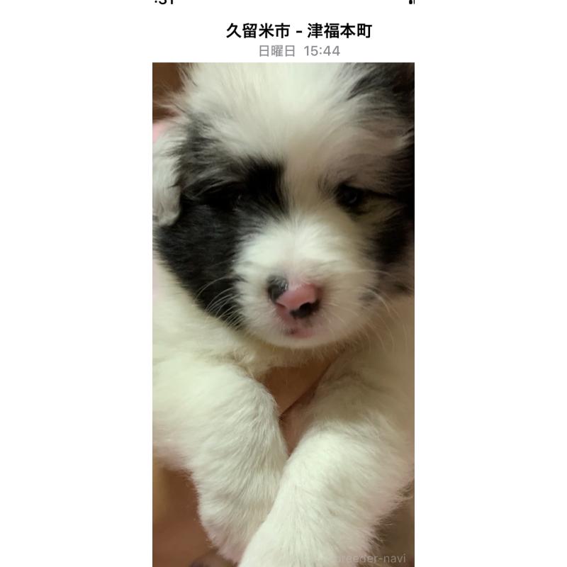 堀田淳子ブリーダーの詳細