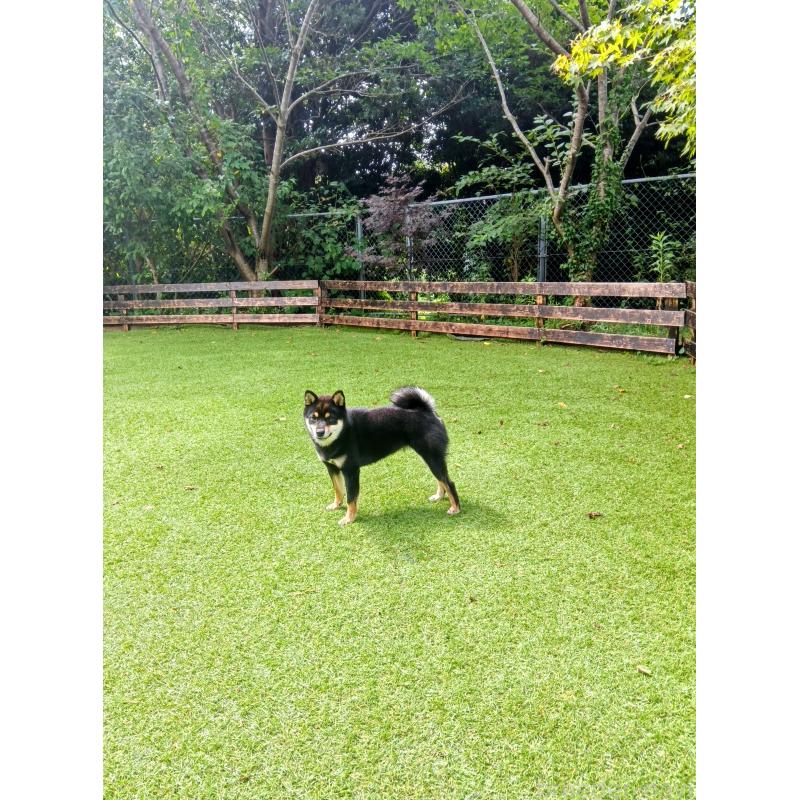 太田哲至ブリーダーの詳細