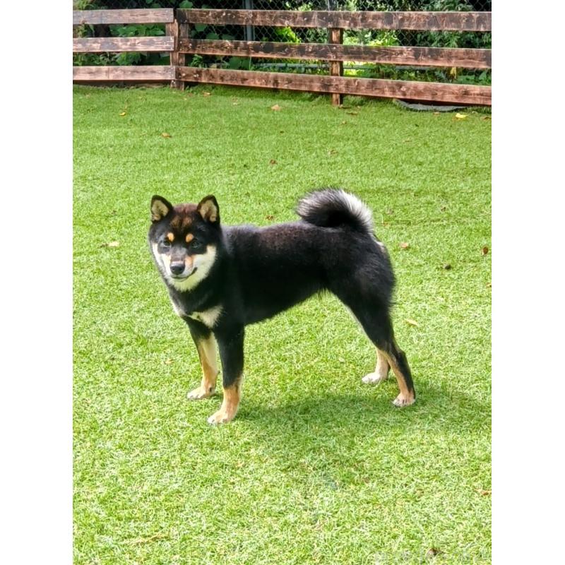 太田哲至ブリーダーの詳細の1枚目