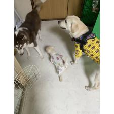 宮澤唯ブリーダー