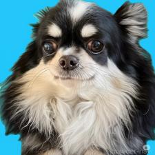 チワワ(ロングコート)の子犬