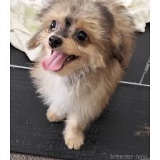 ♀︎チワプー:チワワ×トイプードル