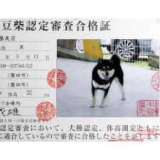 父親犬