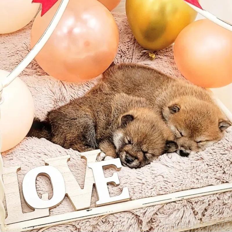 吉澤綾香ブリーダーの詳細の1枚目