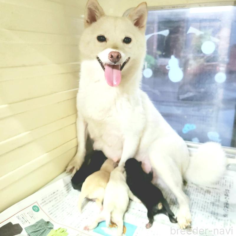 吉澤綾香ブリーダーの詳細