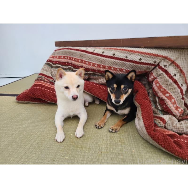 吉澤綾香ブリーダーの詳細