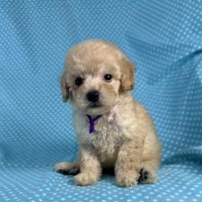 ♀︎タイニープードル