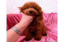 ♀︎タイニープードル