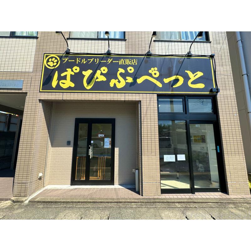 出口仁美ブリーダーの詳細