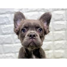 ♀︎フレンチブルドッグ