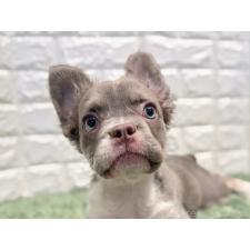 ♀︎フレンチブルドッグ