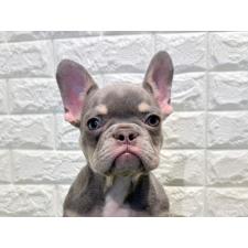 ♀︎フレンチブルドッグ