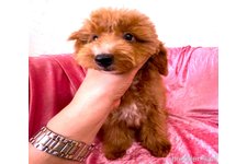 ♀︎タイニープードル