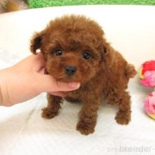 ♀︎トイプードル