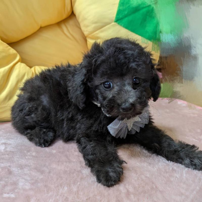シルバーのタイニープードルの子犬を探す｜ブリーダーナビ