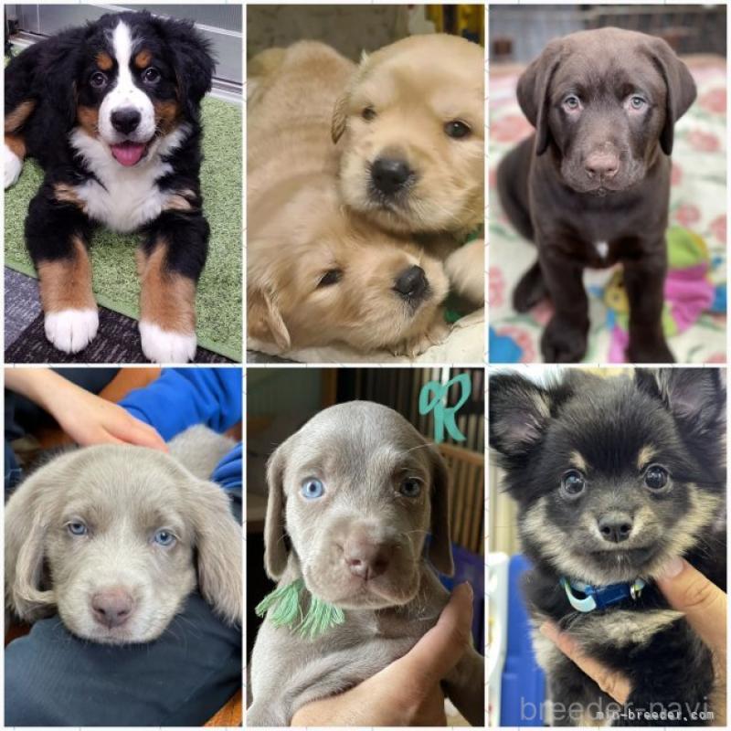 今津守朗ブリーダーの詳細の1枚目