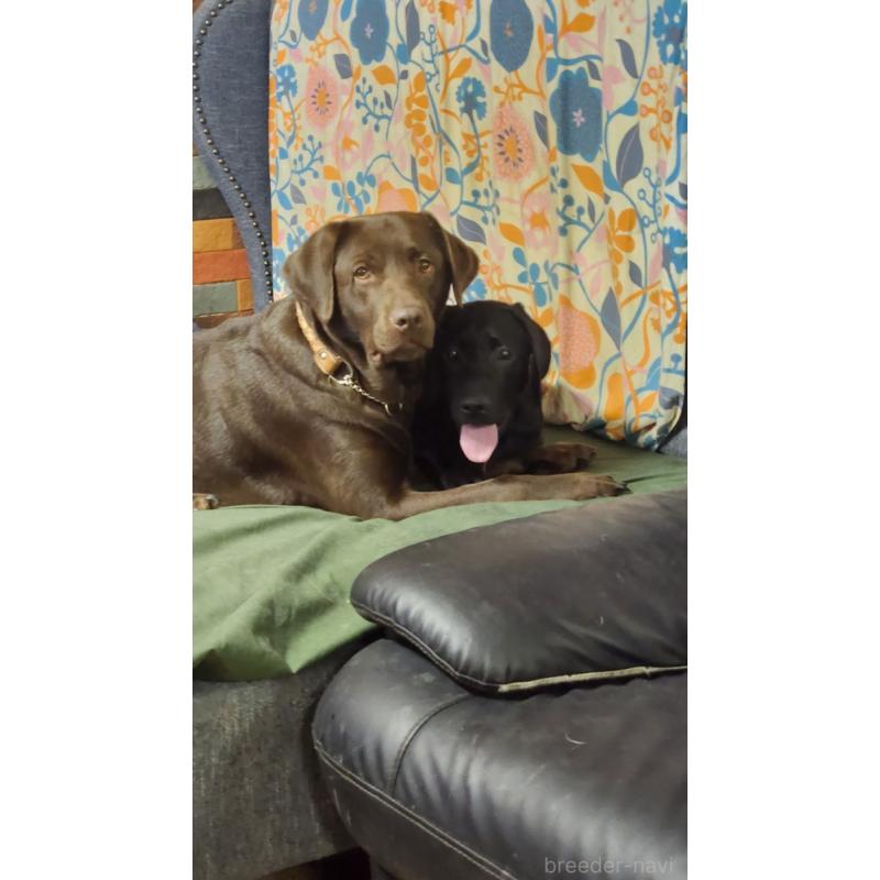 今津守朗ブリーダーの詳細