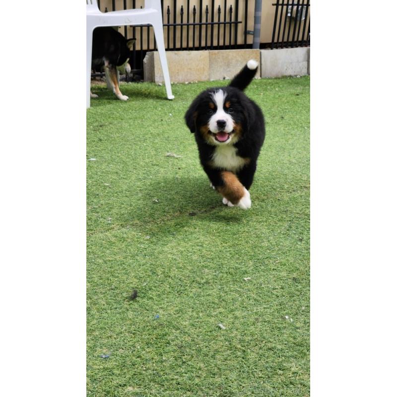 今津守朗ブリーダーの詳細