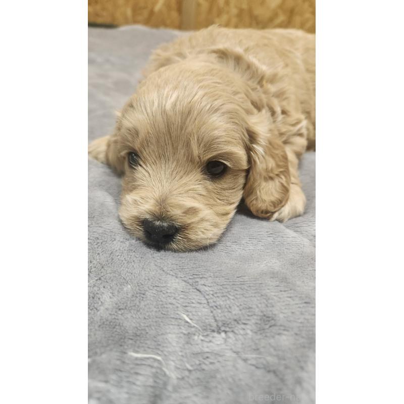 今津守朗ブリーダーの詳細